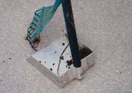 Per Month pickup Dog Poop Weekly Up to 1or4 acre Lot