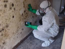 Mold Removal
