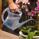 plants watering service