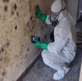 Mold Removal Over 2500 sq. ft. House