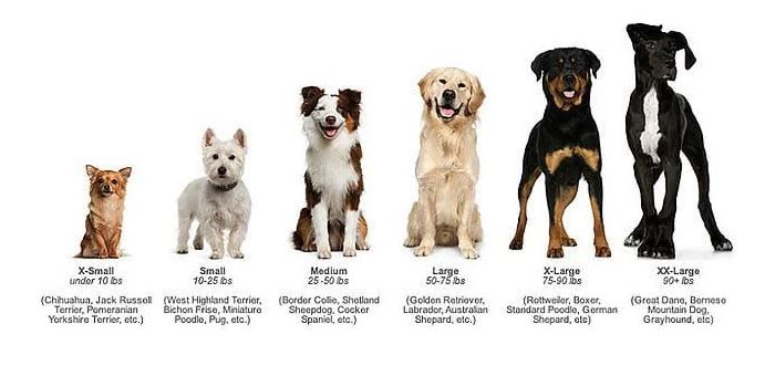 Dog Grooming Services - Extra Large (76-90 LBS)